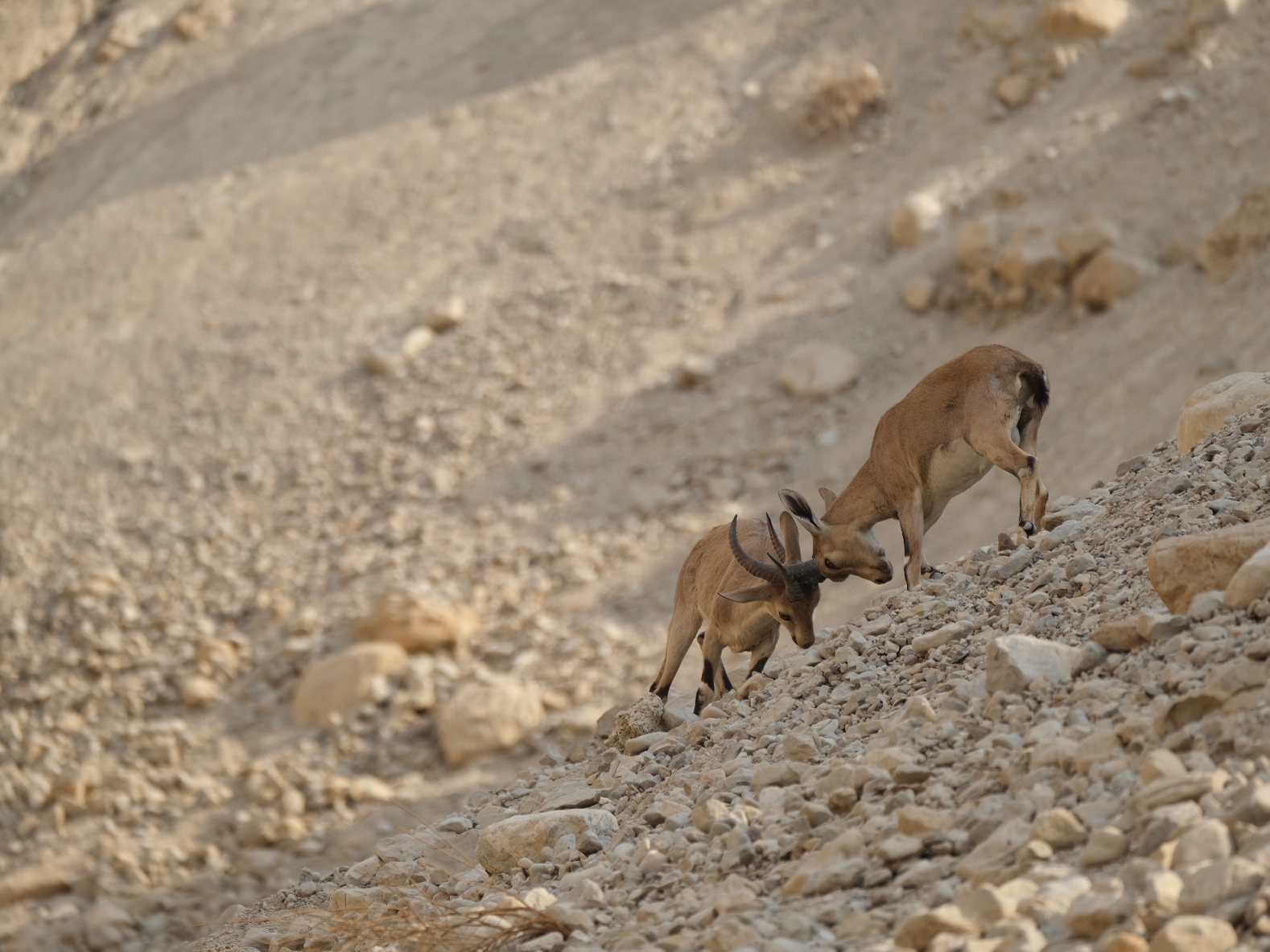 Masada, Ein Gedi & the Dead Sea